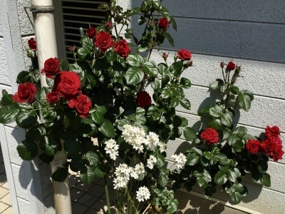 f0071412_10140980.jpeg