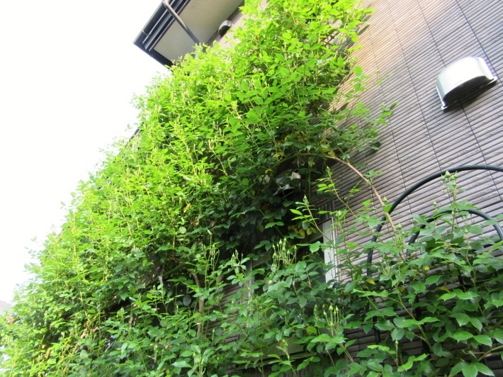 5月の裏庭 その2_f0067514_10384019.jpg