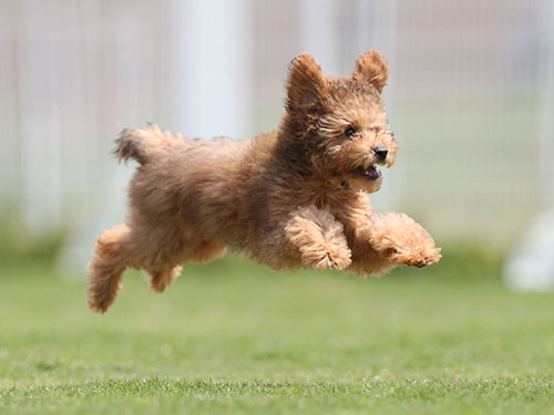 伊勢のペスカさんで、恒例初夏の飛行犬撮影会。_e0196319_13124264.jpg