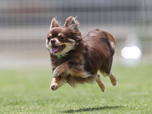 伊勢のペスカさんで、恒例初夏の飛行犬撮影会。_e0196319_13132697.jpg