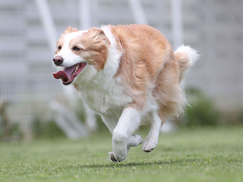 伊勢のペスカさんで、恒例初夏の飛行犬撮影会。_e0196319_13133858.jpg