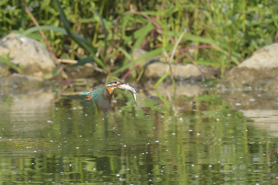 170522 雌の飛び物など_c0278820_19201720.jpg