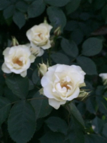 b0182530_01093187.jpg