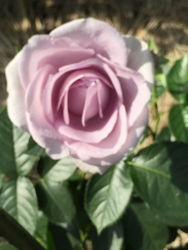 b0182530_01132361.jpg