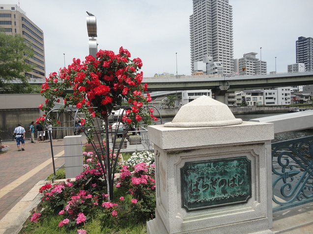 大阪　中之島公園バラ園・・②_d0359338_2312091.jpg