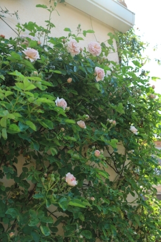 5月の庭_e0086738_13493006.jpg