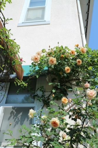 5月の庭_e0086738_13493249.jpg