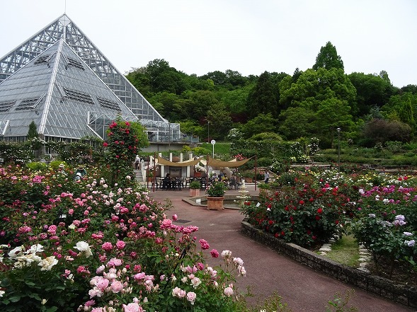 大阪府立花の文化園のバラ園_b0299042_14403685.jpg