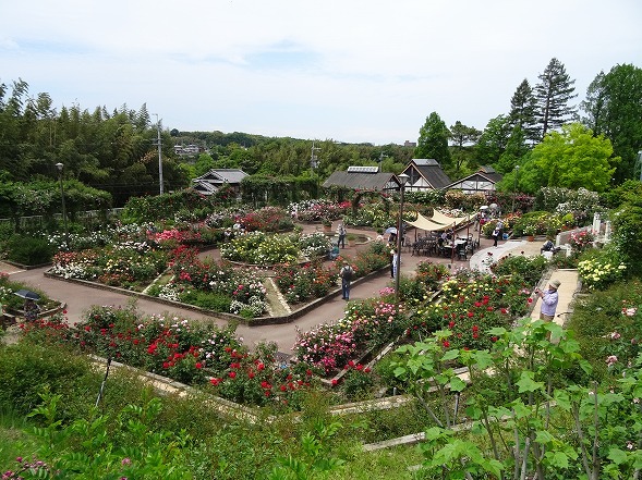 大阪府立花の文化園のバラ園_b0299042_14411767.jpg