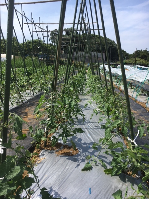 トマト　茄子　パプリカの脇芽摘み・・・ズッキーニの穴空きトンネル裾全開上げ_c0222448_11493377.jpg