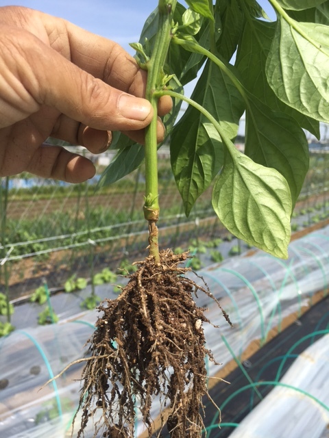 トマト　茄子　パプリカの脇芽摘み・・・ズッキーニの穴空きトンネル裾全開上げ_c0222448_11552936.jpg