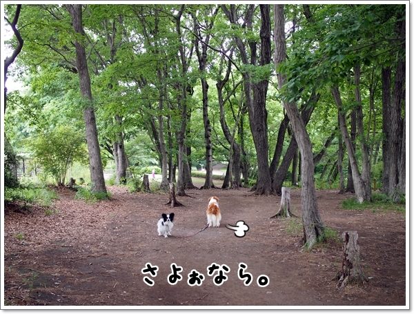 相模原公園でコイケルうじゃうじゃ★_d0013149_01352246.jpg