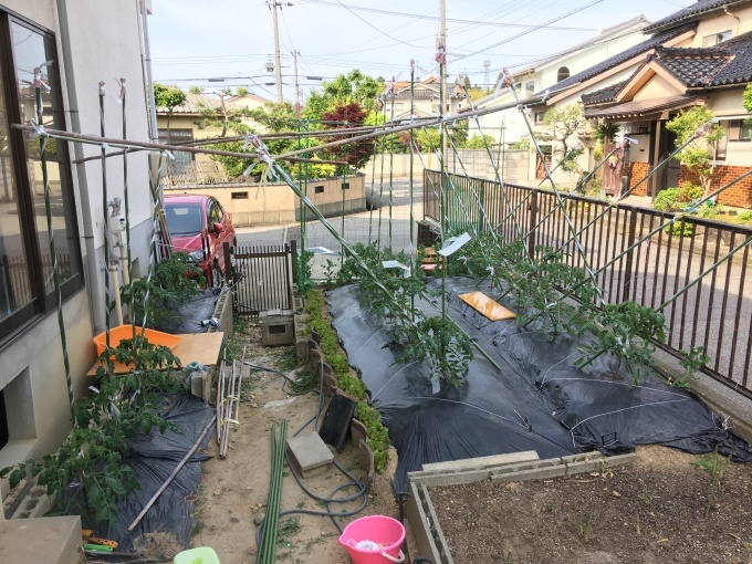 皇后様お歌。我が君の　いと愛でたまふ　浜菊の　そこのみ白く　夕闇に咲く。野菊が満開。暑いトマト棚作り１本１本苗の型異なるので何だかんだ考えていると時間がけ進む_e0082956_04243237.jpg