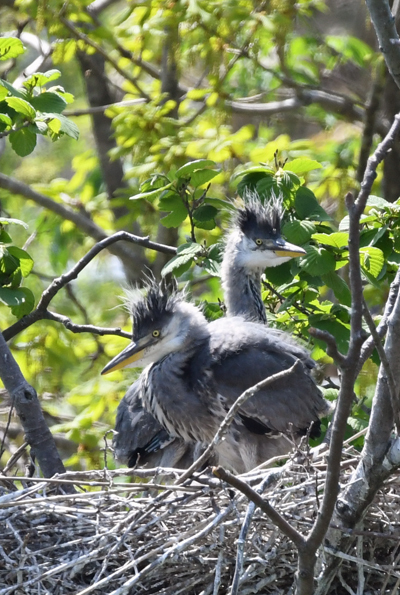 野鳥の繁殖_b0216857_17123054.jpg