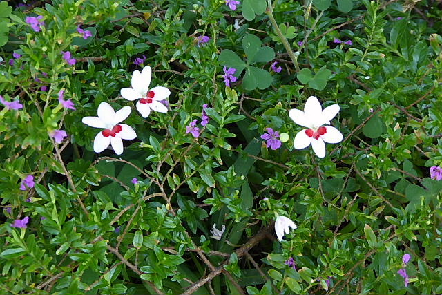 姫緋扇菖蒲 クフェア モリシマアカシア 白万重 姫女苑 キンポウジュ 白花万年草 苧環 風の向くまま