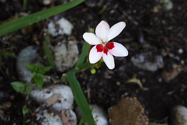 姫緋扇菖蒲 クフェア モリシマアカシア 白万重 姫女苑 キンポウジュ 白花万年草 苧環 風の向くまま 姫緋扇菖蒲 クフェア モリシマアカシア 白万重 姫女苑 キンポウジュ 白花万年草 苧環 風の向くまま