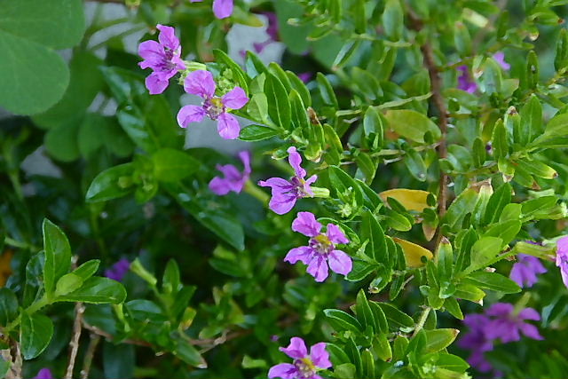 姫緋扇菖蒲 クフェア モリシマアカシア 白万重 姫女苑 キンポウジュ 白花万年草 苧環 風の向くまま