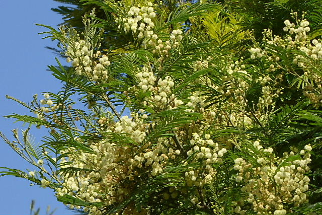 姫緋扇菖蒲 クフェア モリシマアカシア 白万重 姫女苑 キンポウジュ 白花万年草 苧環 風の向くまま