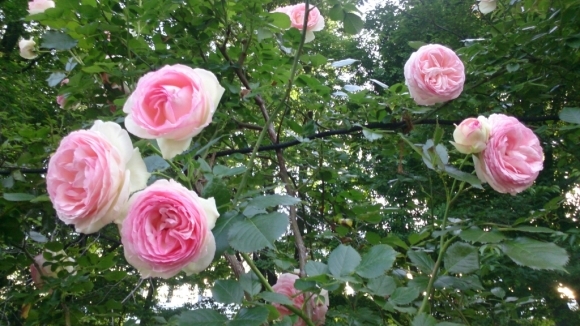公園の薔薇_d0116059_15541567.jpg