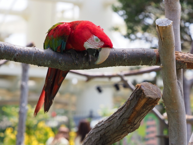 コンゴウインコたち！_c0186760_17573926.jpg