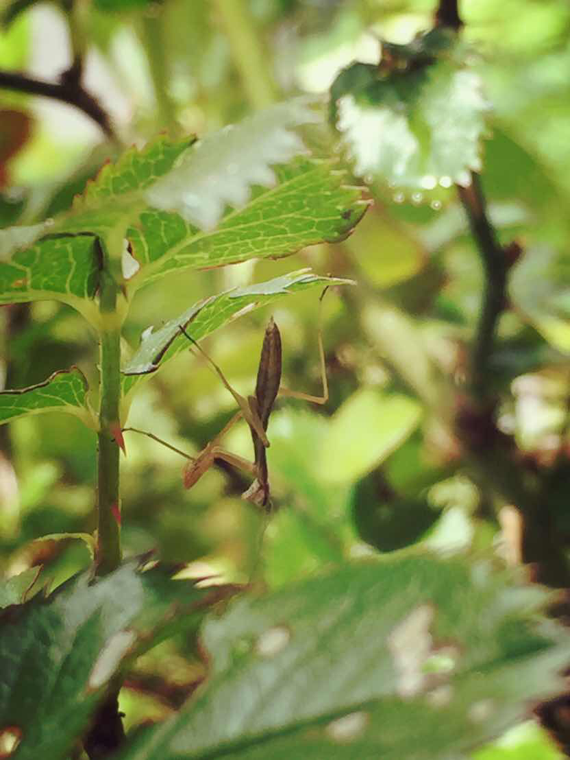 カマキリの赤ちゃん_e0136066_11192938.jpg