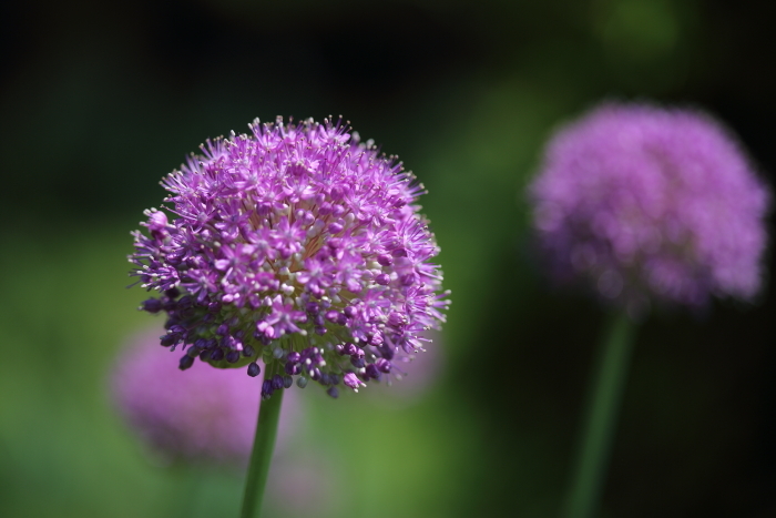 神代植物公園 1_b0188569_17050252.jpg