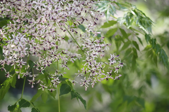 神代植物公園 1_b0188569_17070952.jpg