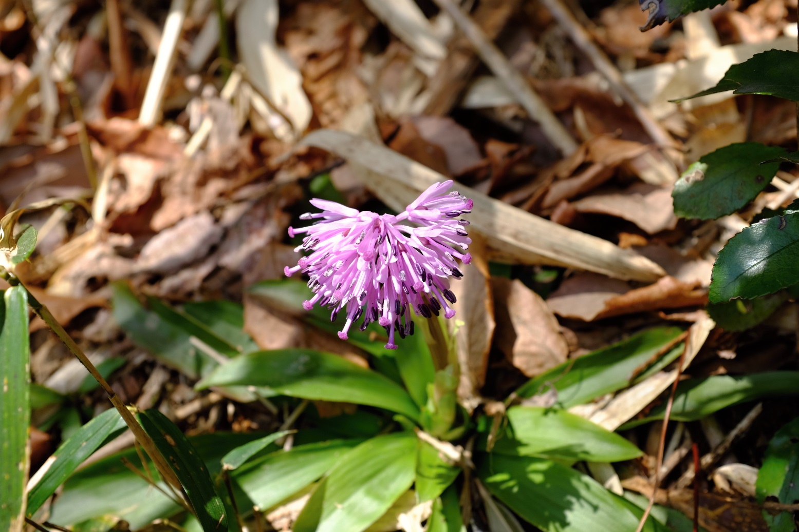 2017/04/16　大和葛城山　04_d0233770_23351489.jpg