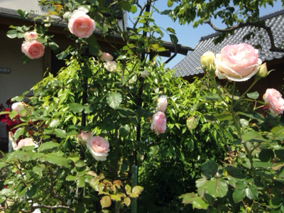 あなたの中の美しさ***_e0290872_16575120.jpg