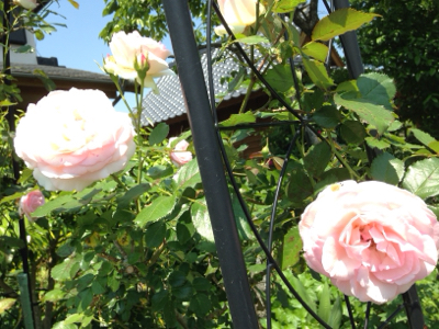 あなたの中の美しさ***_e0290872_16575221.jpg