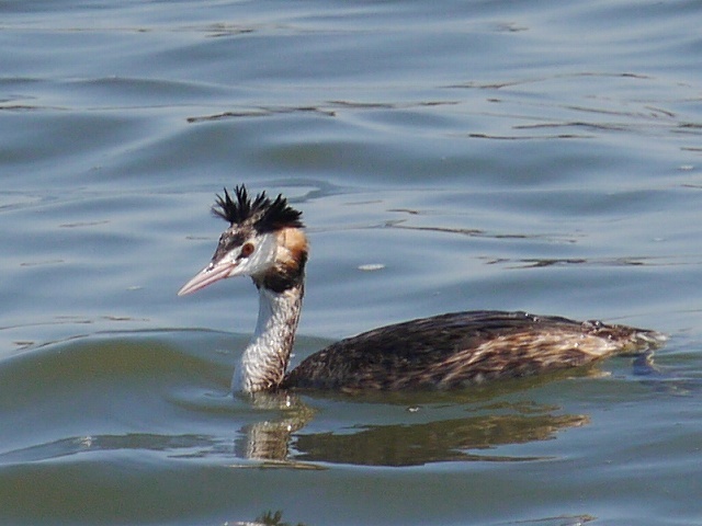 水路の野鳥と草地の蝶_d0088184_17334177.jpg