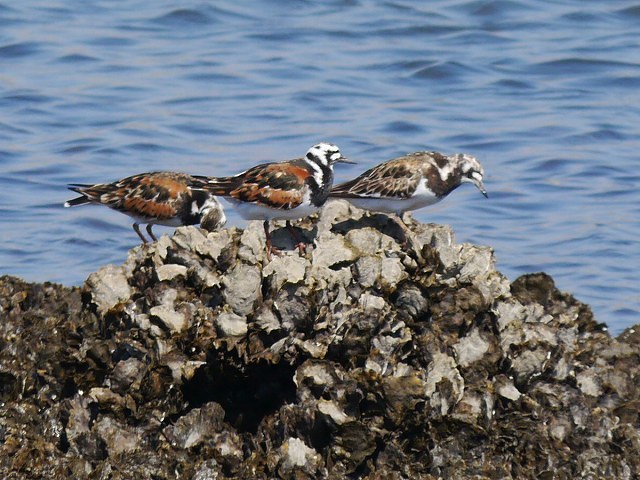 水路の野鳥と草地の蝶_d0088184_17342312.jpg