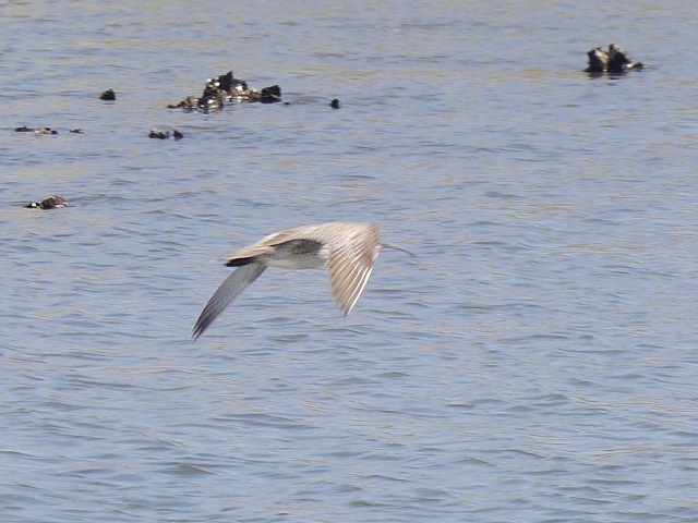 水路の野鳥と草地の蝶_d0088184_17344927.jpg