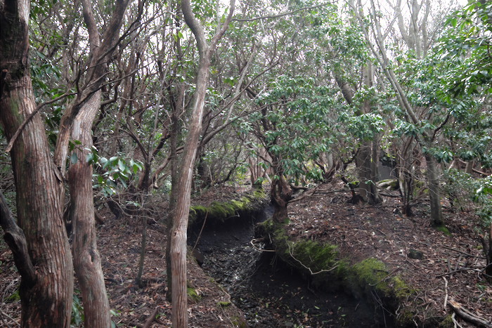 b0339488_17575491.jpg