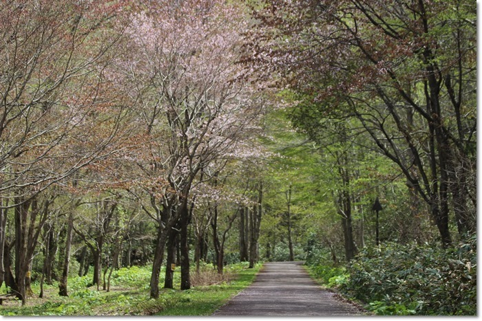 滝野の森で（’１７．５．１７）_f0146493_23260532.jpg