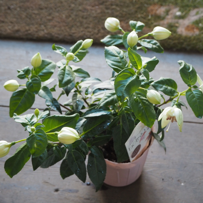 私が買ったお花_a0292194_23205733.jpg
