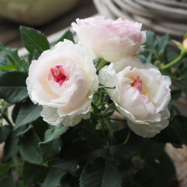 私が買ったお花_a0292194_23273390.jpg