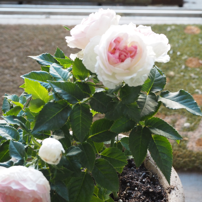 私が買ったお花_a0292194_23592759.jpg