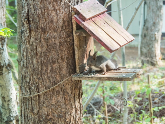 新緑の季節・・今年も”こりすちゃん”がやって来ました。_f0276498_00252538.jpg