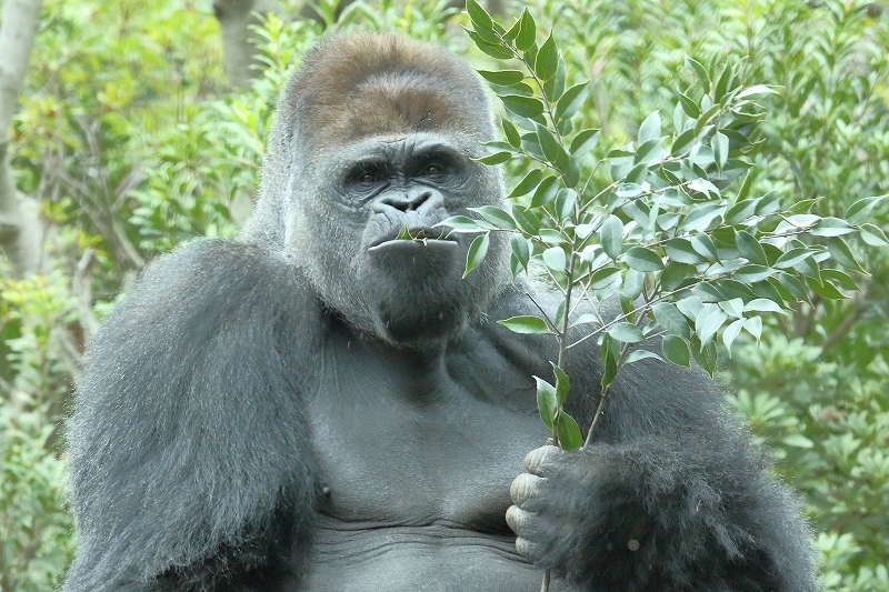 静かに時が流れる、ハオコ、モモコ、コモモ、モモカのファミリー（上野動物園、５月上旬）_b0291402_20143622.jpg
