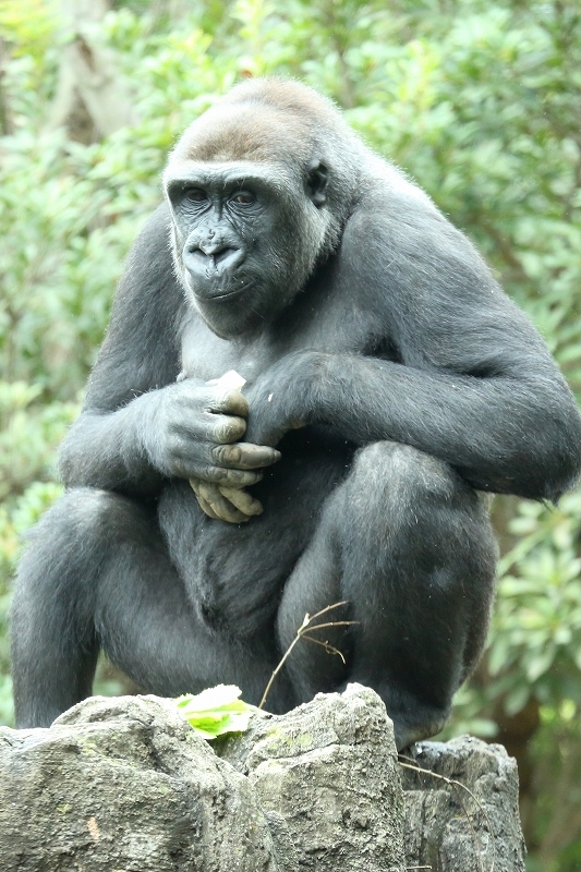 静かに時が流れる、ハオコ、モモコ、コモモ、モモカのファミリー（上野動物園、５月上旬）_b0291402_20151806.jpg