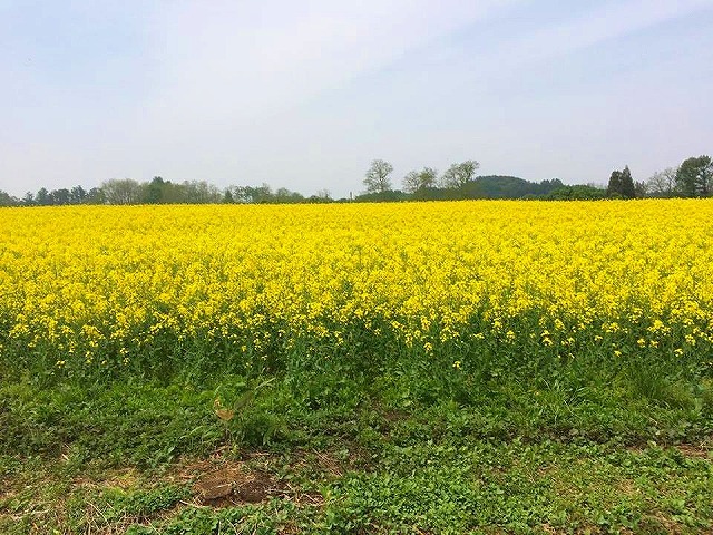 ◆ 菜の花畑 ◆_c0078202_17305851.jpg