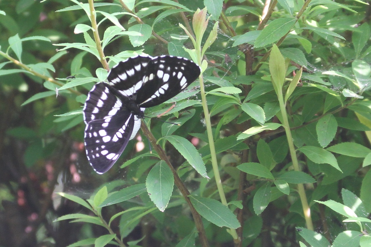 公園のカワセミ(05/23)_e0365803_12234152.jpg