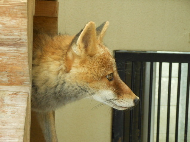 ワクチン接種_c0290504_10471800.jpg