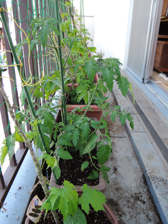 あらたにゴーヤ など を植えました。_c0195909_10105553.jpg