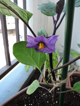 あらたにゴーヤ など を植えました。_c0195909_10113579.jpg
