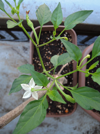 あらたにゴーヤ など を植えました。_c0195909_10152854.jpg