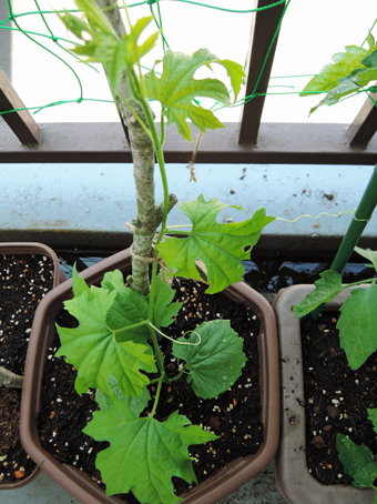 あらたにゴーヤ など を植えました。_c0195909_10154074.jpg