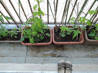 あらたにゴーヤ など を植えました。_c0195909_10154414.jpg