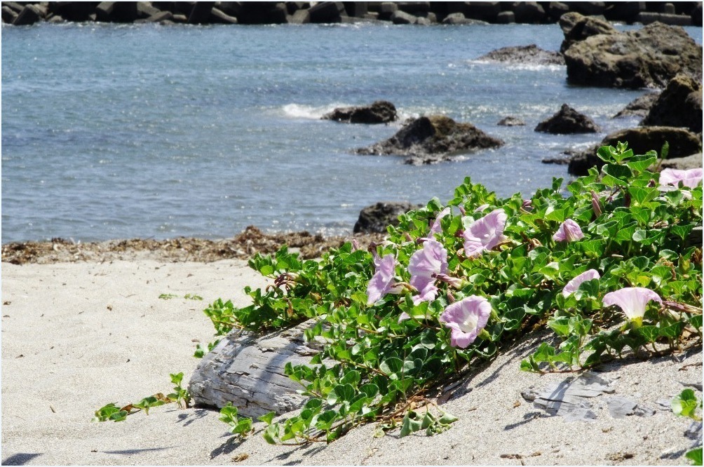 海は恋してる・・・_c0352813_10050029.jpg